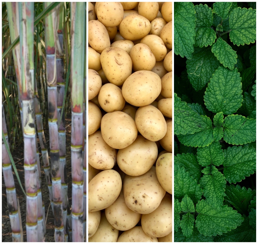 Crop Special Products